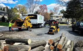 Best Tree Preservation Services  in Tok, AK
