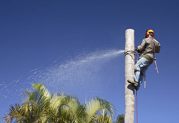 Best Arborist Consultation Services  in Tok, AK