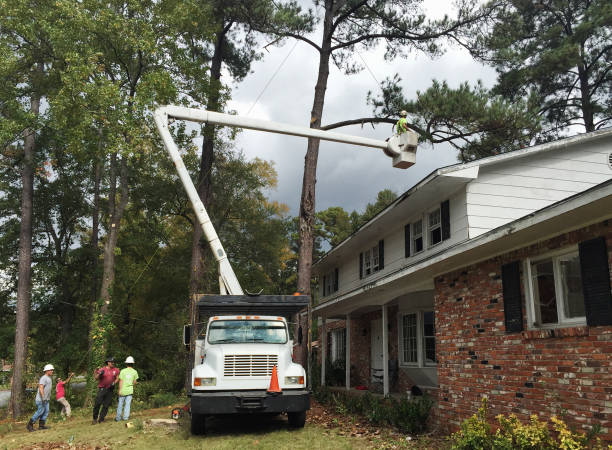 Reliable Tok, AK Tree Care Solutions