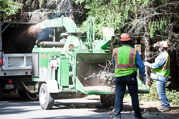Best Tree Trimming and Pruning  in Tok, AK
