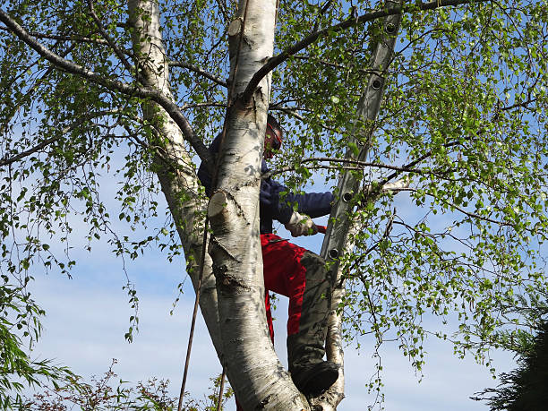 Best Storm Damage Tree Cleanup  in Tok, AK