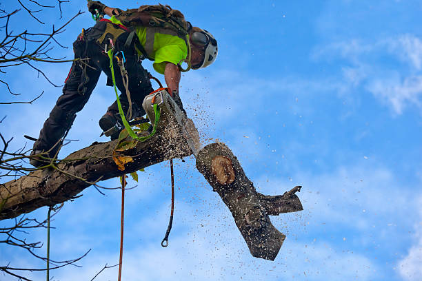 Best Tree Cabling and Bracing  in Tok, AK
